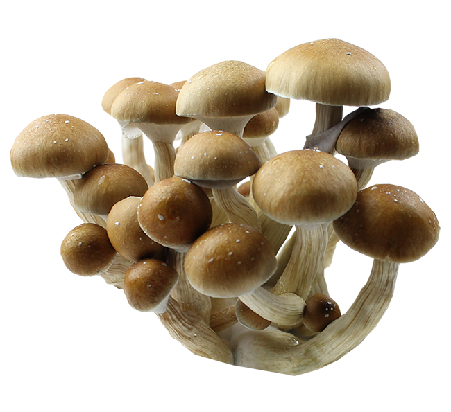 Psilocybe Cubensis Hollandia Spores Print